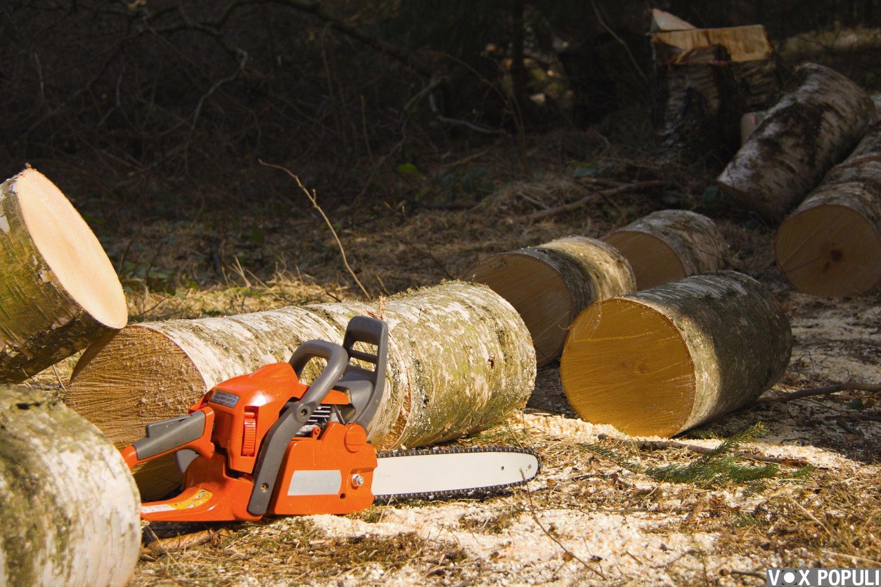 Фото В лесхозах Бурятии жители республики могут купить дрова