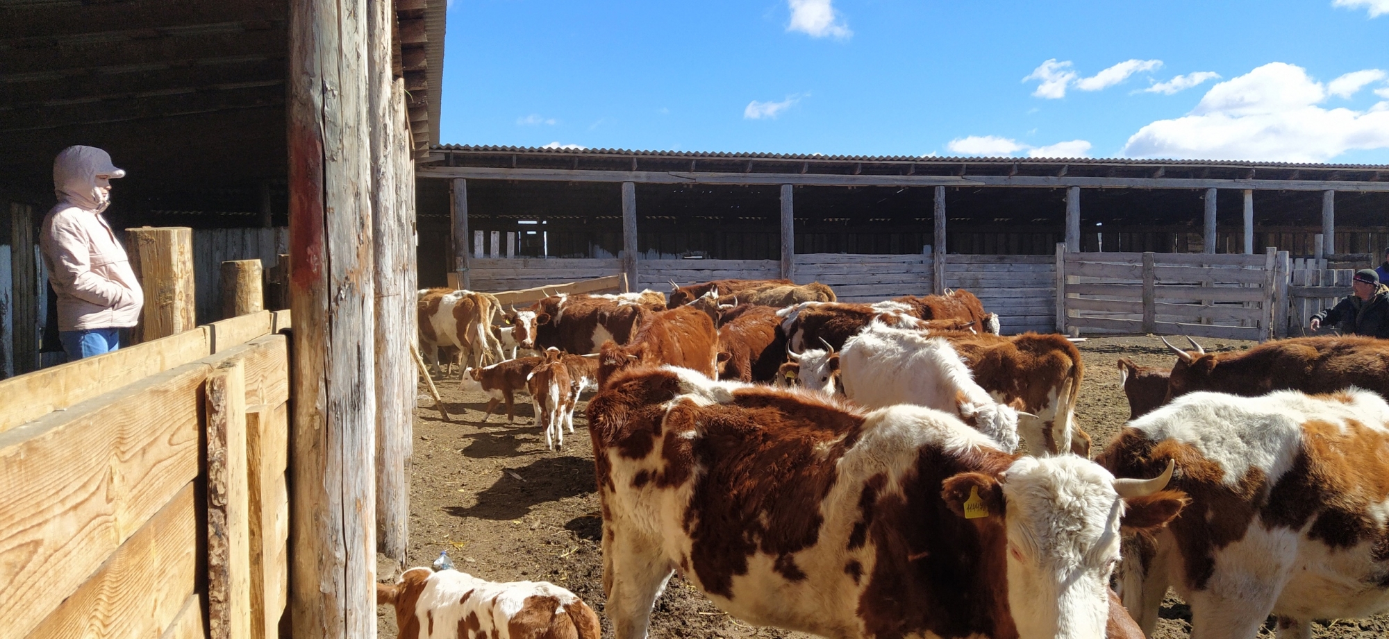 Фото В районе Бурятии отобрали коров-реципиентов для посадки эмбрионов