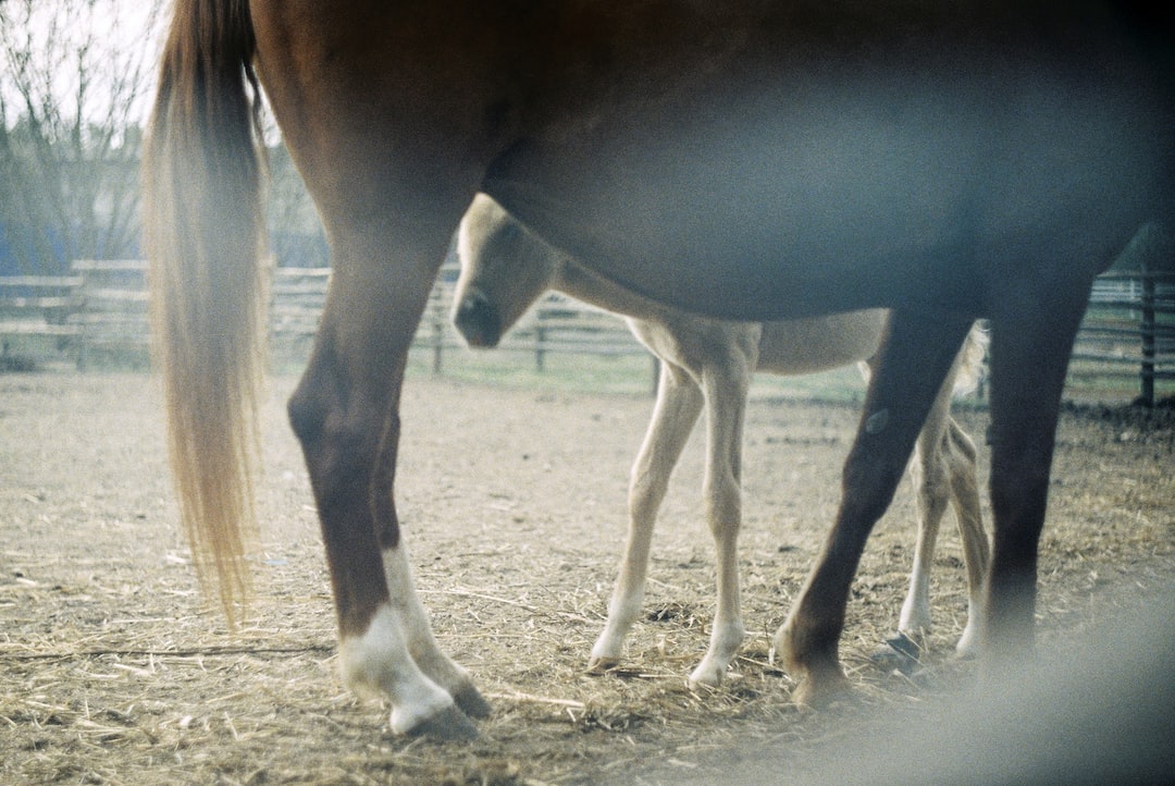 Фото В Бурятию из соседнего региона завезли больных лошадей