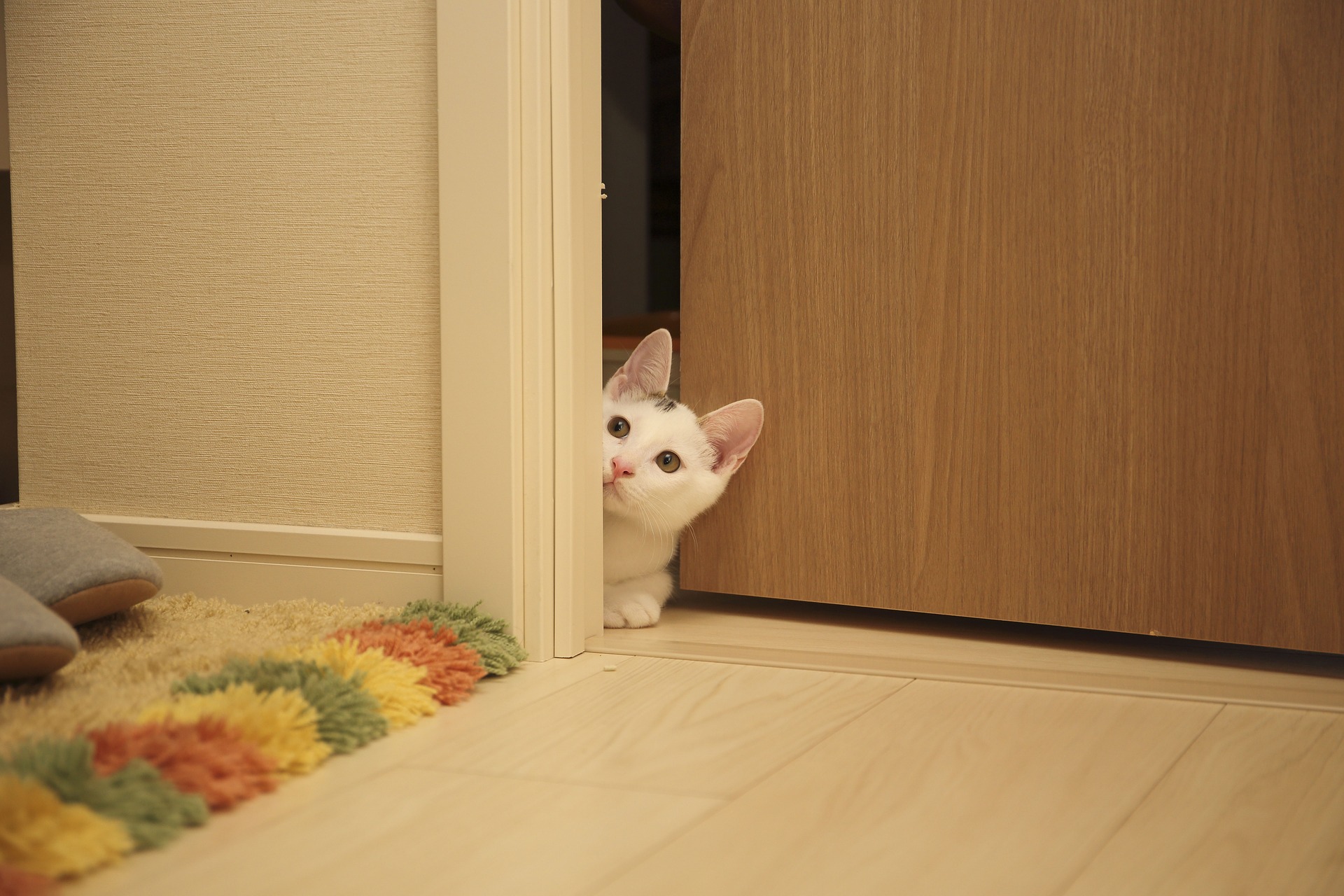 Кот под дверью