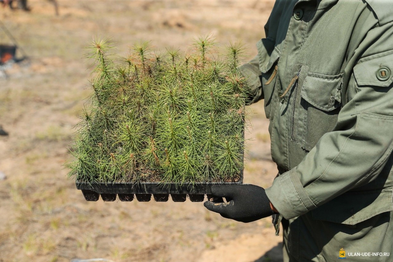 Фото Городские лесничие высадят в лесах Улан-Удэ 8 тысяч сеянцев сосны 