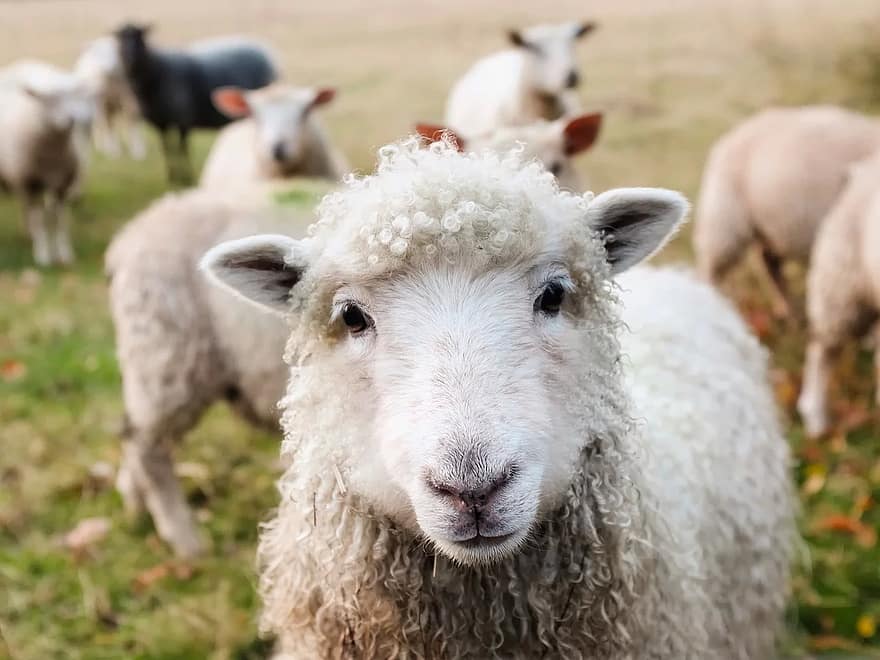 Фото Лама из Бурятии дал рекомендации на 2024 людям, родившимся в год Овцы (ВИДЕО)