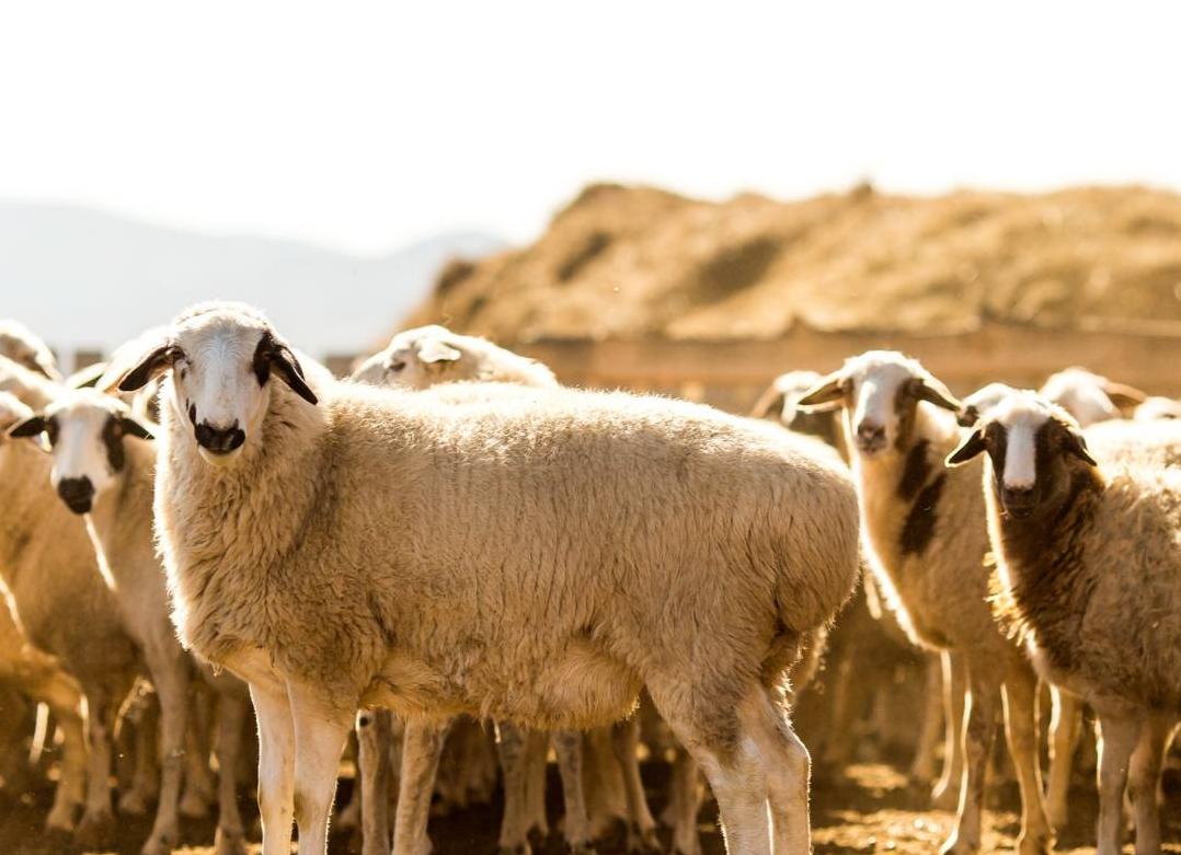 Фото В Бурятии стремительно растет поголовье овец 