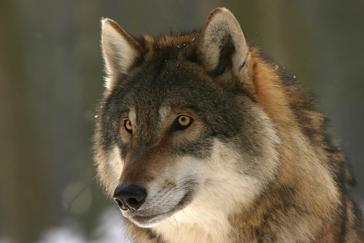 Фото В Бурприроднадзоре скоро начнется прием заявок на добычу волка, кабана и сурка