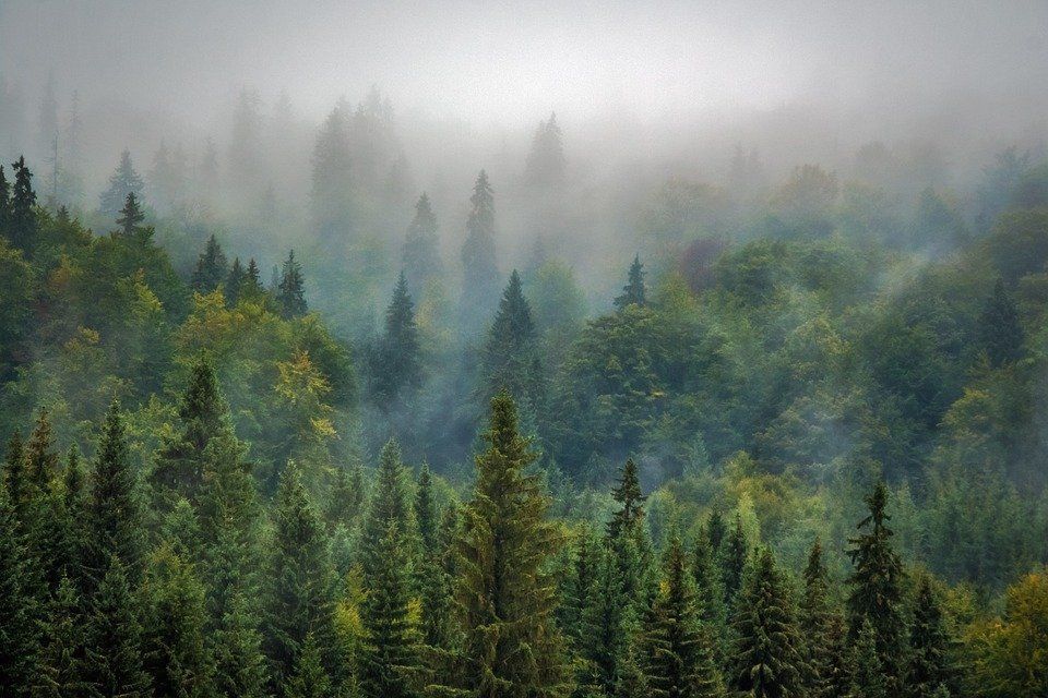 Фото Бурятия вошла в пятерку лидеров России по доходам от использования лесов 