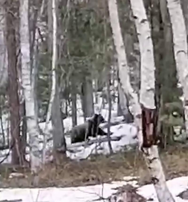 Фото В Бурятии к инспекторам природного парка пришла Маша с тремя медведями