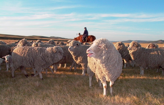 Фото Фермеры из Бурятии примут участие в выставке племенных овец и коз