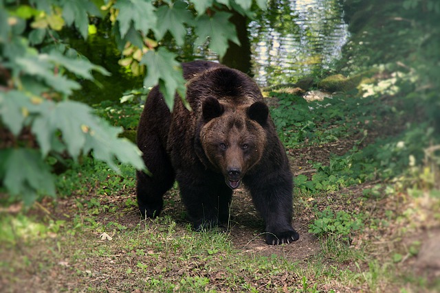 Фото Как жители Бурятии должны вести себя при встрече с медведем?