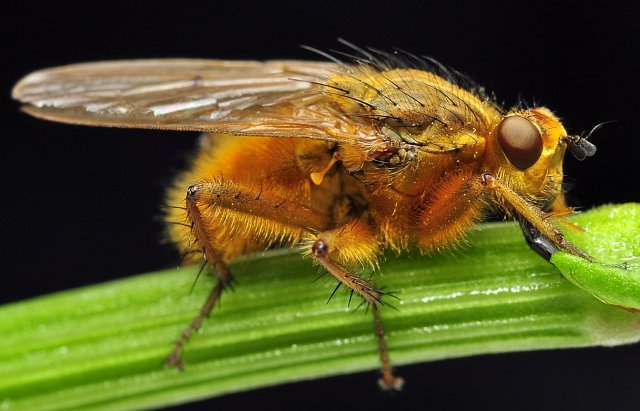 Фото Россельхознадзор предупреждает об опасной мухе, обнаруженной в импортных фруктах