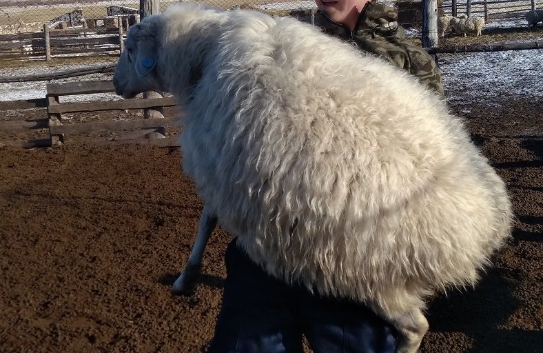Фото Джидинский район Бурятии лидирует по количеству овец