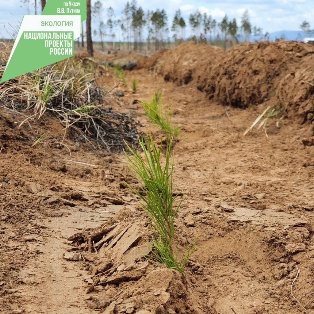 Фото Клиенты ВТБ и Почта Банка направили на восстановление лесов в 1,5 раза больше средств