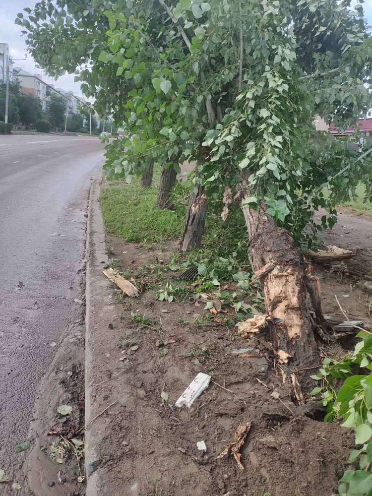 Деревья бурятии фото