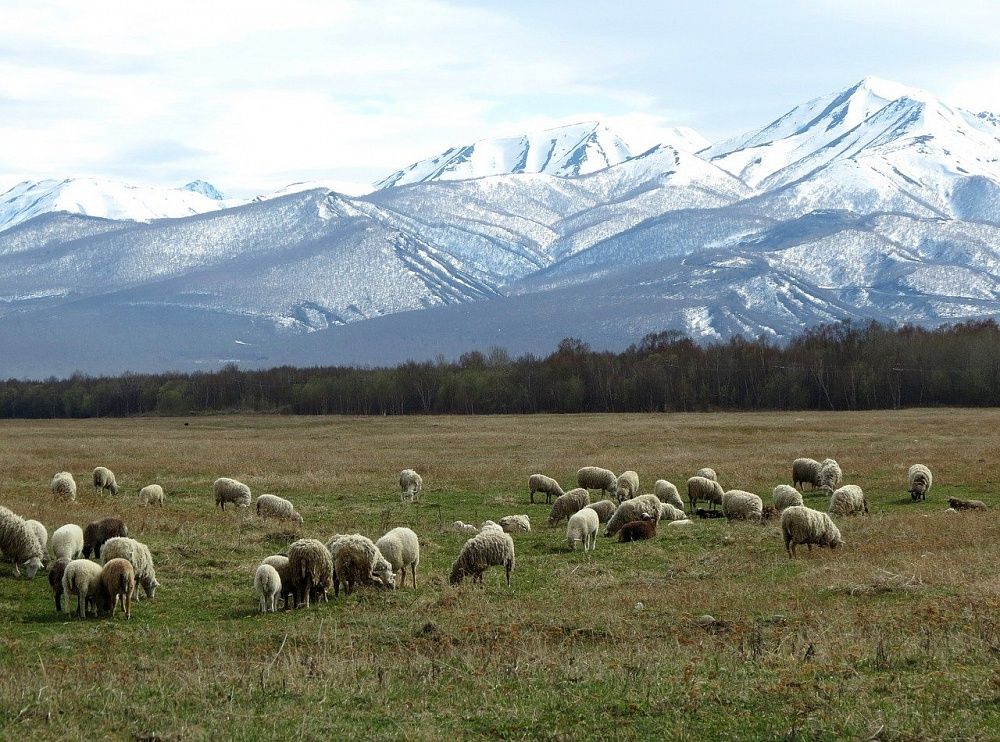 Чабаны горного Алтая